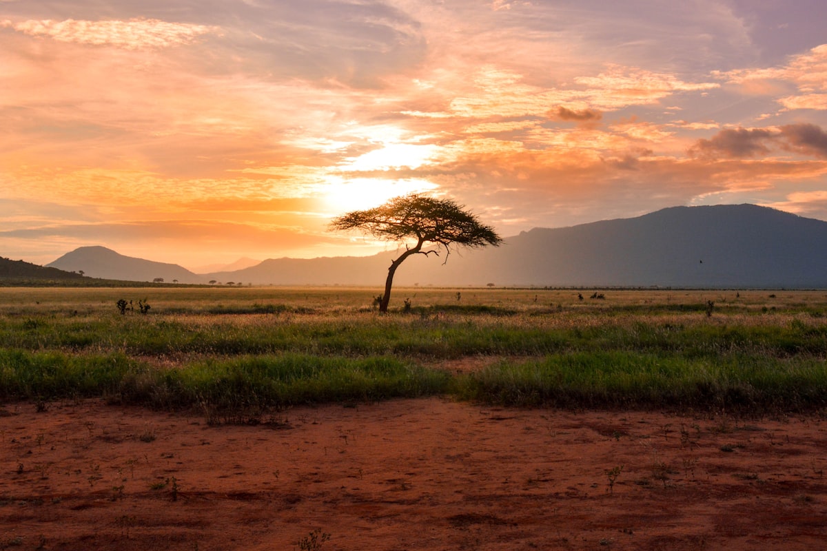African savanna with giraffes at golden hour